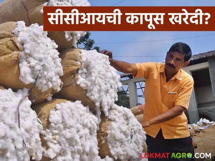 Latest News Cotton moisture below 12 percent see market price Read in detail  | Cotton Moisture : कापसाचा ओलावा 12 टक्क्यांच्या खाली असल्यास काय भाव मिळणार? वाचा सविस्तर 