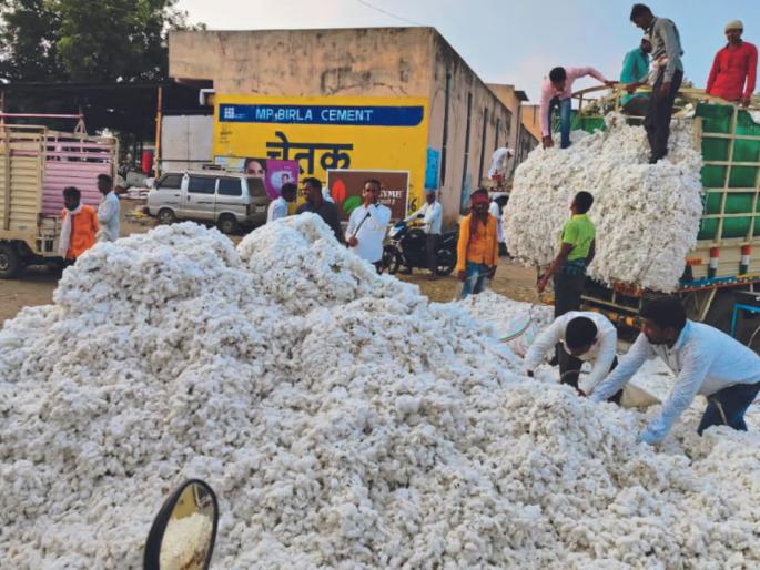 Cotton Market : Farmers should be careful while selling white gold at the guaranteed price center | Cotton Market : पांढऱ्या सोन्याची हमीभाव केंद्रात विक्री करताना शेतकऱ्यांनी 'ही' काळजी घ्या Cotton Market : Farmers should be careful while selling white gold at the guaranteed price center | Cotton Market : पांढऱ्या सोन्याची हमीभाव केंद्रात विक्री करताना शेतकऱ्यांनी 'ही' काळजी घ्या