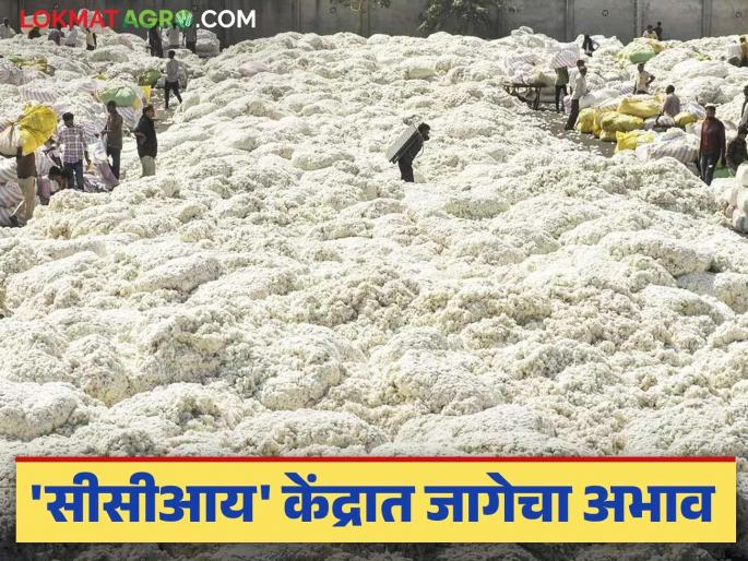 Cotton Market: 'These' problems are coming to purchase cotton from 'CCI', read in detail | Cotton Market : 'सीसीआय'कडून कापूस खरेदीला येत आहेत 'या' अडचणी वाचा सविस्तर Cotton Market: 'These' problems are coming to purchase cotton from 'CCI', read in detail | Cotton Market : 'सीसीआय'कडून कापूस खरेदीला येत आहेत 'या' अडचणी वाचा सविस्तर