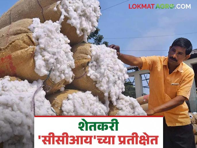 Cotton Market: latest news CCI's server 'down'; Indications of buying CCI on 'this' day | Cotton Market: सीसीआयचे सर्व्हर 'बंद'; 'या' दिवशी सीसीआय खरेदीचे संकेत Cotton Market: latest news CCI's server 'down'; Indications of buying CCI on 'this' day | Cotton Market: सीसीआयचे सर्व्हर 'बंद'; 'या' दिवशी सीसीआय खरेदीचे संकेत
