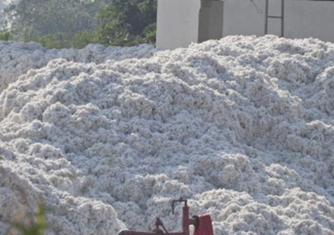 CCI will open more cotton procurement centers in the district | सीसीआय चे जिल्ह्यतआणखी कापूस खरेदी केंद्र सुरू होणार CCI will open more cotton procurement centers in the district | सीसीआय चे जिल्ह्यतआणखी कापूस खरेदी केंद्र सुरू होणार