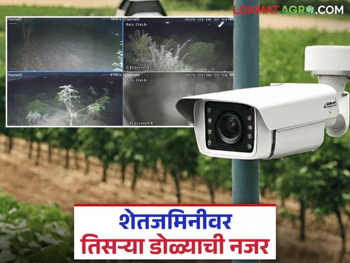 Protecting Crops: Now you will have to keep an eye on agricultural crops from home; Know what is the reason in detail | Protecting Crops : पिकांवर आता राहणार घर बसल्या नजर; जाणून घ्या काय आहे कारण सविस्तर Protecting Crops: Now you will have to keep an eye on agricultural crops from home; Know what is the reason in detail | Protecting Crops : पिकांवर आता राहणार घर बसल्या नजर; जाणून घ्या काय आहे कारण सविस्तर