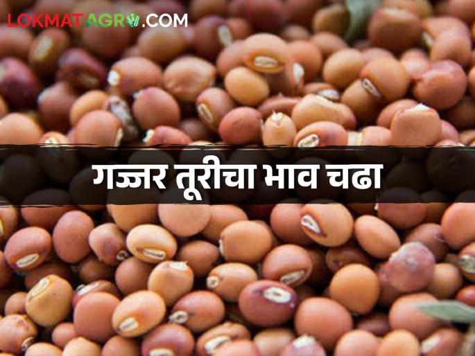 Tur Market: Gajjar tur shines in this market, fetching the highest price | Tur Market: या बाजारसमितीत गज्जर तूर चमकली, मिळतोय सर्वाधिक भाव