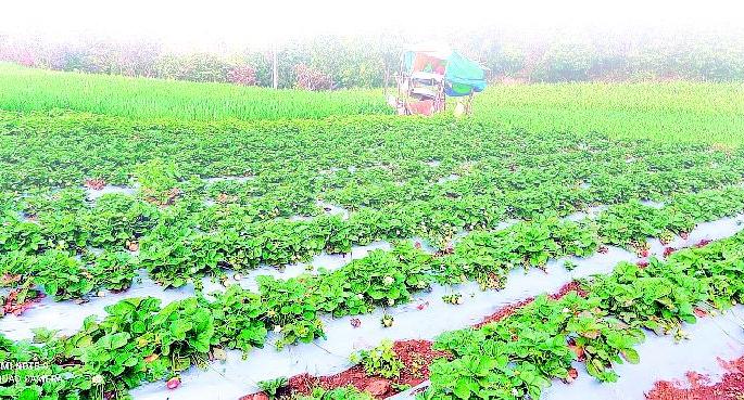 chikhaldara strawberry farming giving hope and earnings to farmers | विदर्भाच्या नंदनवनातील स्ट्रॉबेरीची चवच न्यारी, देशभरातील पर्यटक घेतात आस्वाद