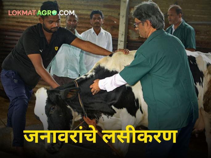 Animal Vaccination dairy farmring Farmers vaccinate animals Campaign by Department of Animal Husbandry | Animal Vaccination : शेतकऱ्यांनो जनावरांचे लसीकरण करा! पशुसंवर्धन विभागाकडून मोहीम Animal Vaccination dairy farmring Farmers vaccinate animals Campaign by Department of Animal Husbandry | Animal Vaccination : शेतकऱ्यांनो जनावरांचे लसीकरण करा! पशुसंवर्धन विभागाकडून मोहीम