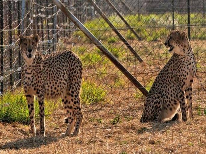 16-hour flight, eight cheetahs to land today; Will be taken to Kuno Park by helicopter | १६ तासांचा विमानप्रवास, आज उतरणार आठ चित्ते; हेलिकॉप्टरमधून कुनो उद्यानात नेणार 16-hour flight, eight cheetahs to land today; Will be taken to Kuno Park by helicopter | १६ तासांचा विमानप्रवास, आज उतरणार आठ चित्ते; हेलिकॉप्टरमधून कुनो उद्यानात नेणार