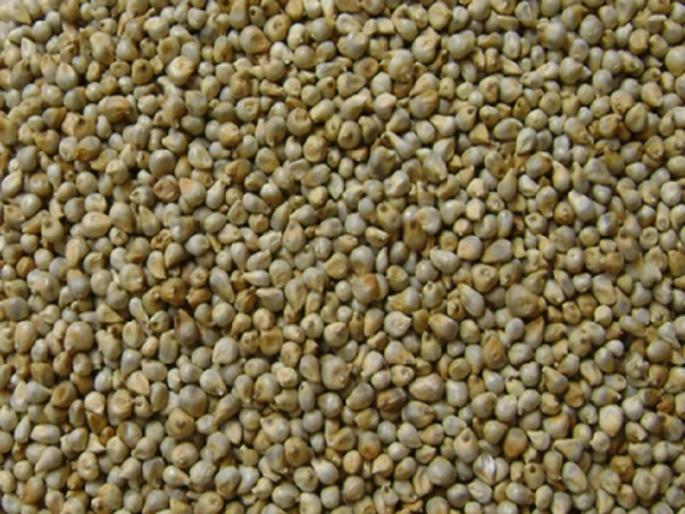 Decreased productivity of sorghum, millet, sugarcane, onion; Possibility of serious effects on agriculture due to global warming | ज्वारी, बाजरी, ऊस, कांद्याची घटणार उत्पादकता; तापमानवाढीमुळे शेतीवर गंभीर परिणामांची शक्यता