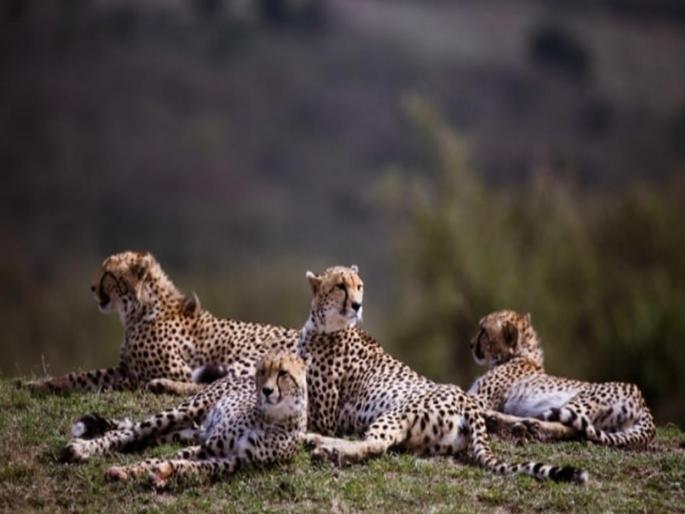 8 Cheetahs 139 Leopards, 100 Bears likely to clash for hunting in kuno national park | ८ चित्त्यांचा १३९ बिबटे, १०० अस्वलांशी शिकारीसाठी संघर्ष होण्याची शक्यता 8 Cheetahs 139 Leopards, 100 Bears likely to clash for hunting in kuno national park | ८ चित्त्यांचा १३९ बिबटे, १०० अस्वलांशी शिकारीसाठी संघर्ष होण्याची शक्यता