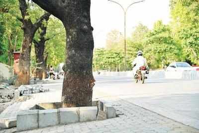 Suffocating Breathing of trees on the cement roads in Nagpur | नागपुरातील सिमेंट रस्त्यांवरील झाडांचा श्वास गुदमरला Suffocating Breathing of trees on the cement roads in Nagpur | नागपुरातील सिमेंट रस्त्यांवरील झाडांचा श्वास गुदमरला