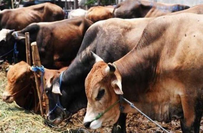  Livestock census not complited within the extension of the deadline! | मुदतवाढ मिळूनही पशुगणना लांबणीवर!