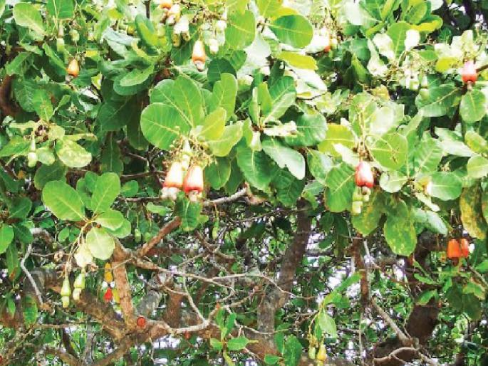 Infestation of moth, Tim mosquito diseases on cashew nuts | हमखास उत्पन्न देणारे ‘पांढरे सोने’ काळवंडले; फुलकिड्यांमुळे काजूला फटका  Infestation of moth, Tim mosquito diseases on cashew nuts | हमखास उत्पन्न देणारे ‘पांढरे सोने’ काळवंडले; फुलकिड्यांमुळे काजूला फटका