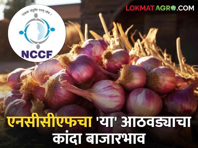 Latest News NCCF Onion Price Today's NCCF onion market price Know in detail | NCCF Onion Price : एनसीसीएफचा 'या' आठवड्याचा कांदा बाजारभाव फुटला? जाणून घ्या सविस्तर Latest News NCCF Onion Price Today's NCCF onion market price Know in detail | NCCF Onion Price : एनसीसीएफचा 'या' आठवड्याचा कांदा बाजारभाव फुटला? जाणून घ्या सविस्तर