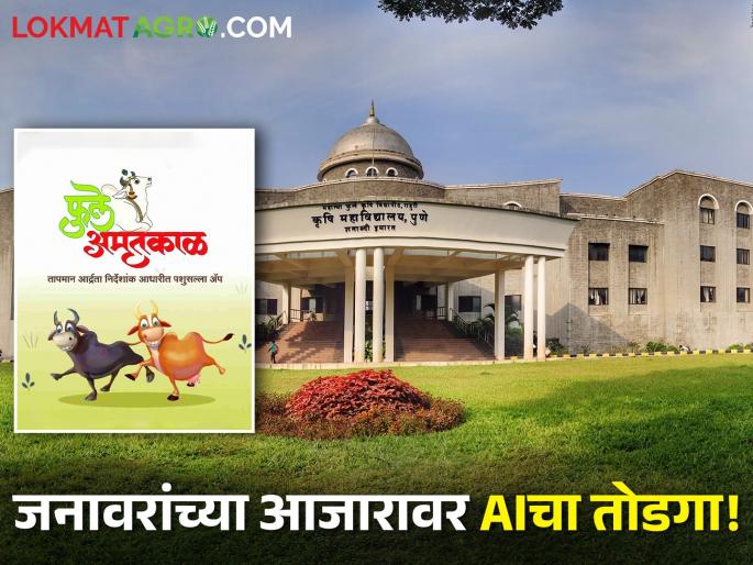 AI solution to animal diseases! Mahatma Phule Agricultural University developed 'Phule Amritkal App' | जनावरांच्या आजारावर AIचा तोडगा! महात्मा फुले कृषी विद्यापीठाने विकसित केले 'फुले अमृतकाळ ॲप' AI solution to animal diseases! Mahatma Phule Agricultural University developed 'Phule Amritkal App' | जनावरांच्या आजारावर AIचा तोडगा! महात्मा फुले कृषी विद्यापीठाने विकसित केले 'फुले अमृतकाळ ॲप'