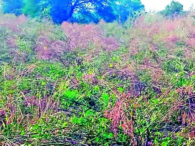 impact of climate change on tur crop in wardha district | शेतात करपू लागली तुरीची झाडं, आर्वी तालुक्यात ५० गावे प्रभावित impact of climate change on tur crop in wardha district | शेतात करपू लागली तुरीची झाडं, आर्वी तालुक्यात ५० गावे प्रभावित