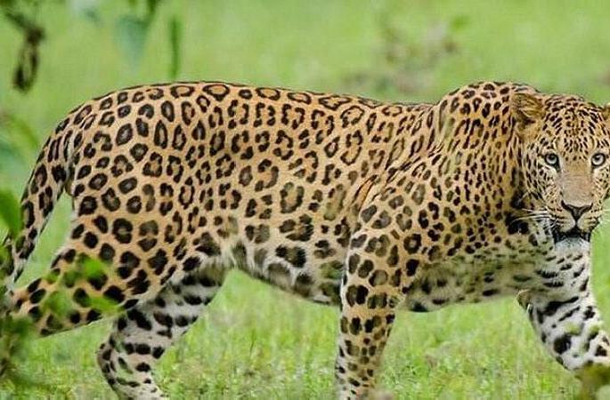 Leopard finally rescued after six hours of tremors vardha | अखेर सहा तासाच्या थरारानंतर 'त्या' बिबट्याचं सुरक्षित ‘रेस्क्यू’ Leopard finally rescued after six hours of tremors vardha | अखेर सहा तासाच्या थरारानंतर 'त्या' बिबट्याचं सुरक्षित ‘रेस्क्यू’