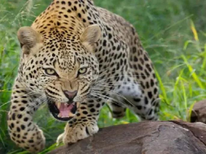 four labors injured in Leopard attack on farm | शेतमजुरांवर बिबट्याचा हल्ला, चौघे जखमी four labors injured in Leopard attack on farm | शेतमजुरांवर बिबट्याचा हल्ला, चौघे जखमी