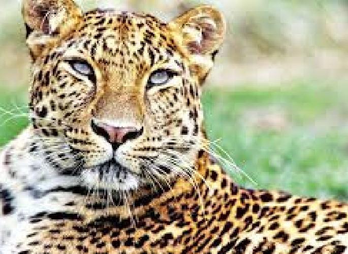 Leopard found in the meghe sawangi hospital premises vardha | बिबट्याची रुग्णालय परिसरात 'एन्ट्री' अन् सगळ्यांचीच दाणादाण Leopard found in the meghe sawangi hospital premises vardha | बिबट्याची रुग्णालय परिसरात 'एन्ट्री' अन् सगळ्यांचीच दाणादाण