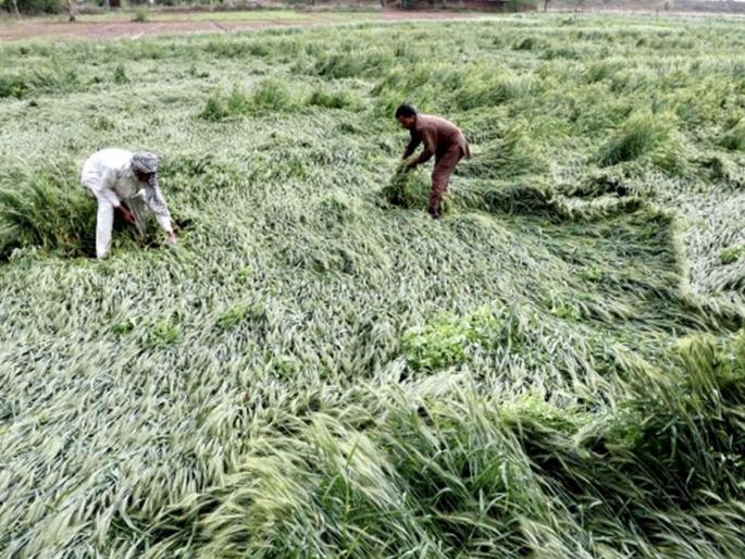 Rain-fed agriculture | पावसाने शेतीची दाणादाण Rain-fed agriculture | पावसाने शेतीची दाणादाण