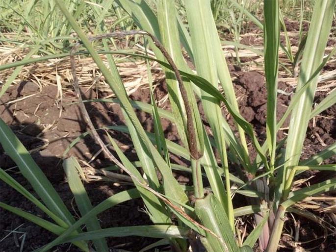 ROVWA SHIERD: Inflation of 'Whip Kine' Disease | रोझवा शिवार : ‘चाबूक काणी’ रोगाचा प्रादुर्भाव ROVWA SHIERD: Inflation of 'Whip Kine' Disease | रोझवा शिवार : ‘चाबूक काणी’ रोगाचा प्रादुर्भाव