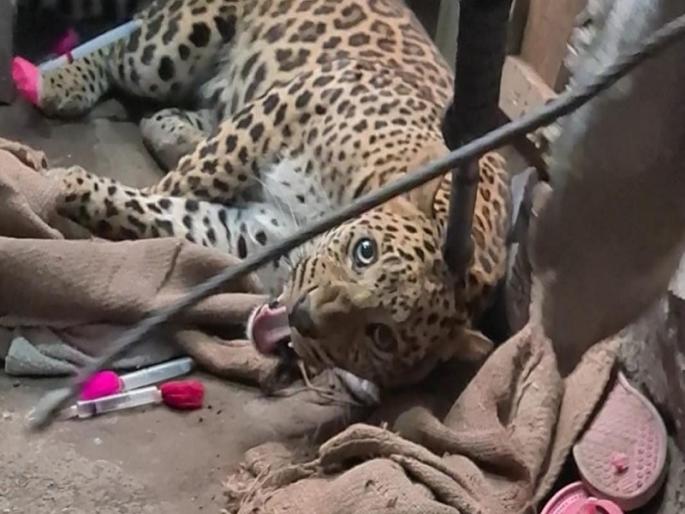 A large number of leopards have been jailed from the congested area of Chakan; A woman was attacked | चाकणला गजबजलेल्या भागातून बलदंड बिबट्या जेरबंद; महिलेवर केला होता हल्ला A large number of leopards have been jailed from the congested area of Chakan; A woman was attacked | चाकणला गजबजलेल्या भागातून बलदंड बिबट्या जेरबंद; महिलेवर केला होता हल्ला