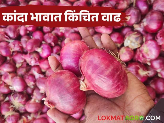 Kanda Bajar Bhav: Onion arrivals in Chakan Market Committee decrease; prices increase slightly | Kanda Bajar Bhav : चाकण बाजार समितीत कांद्याची आवक घटली; भावात किंचित वाढ
