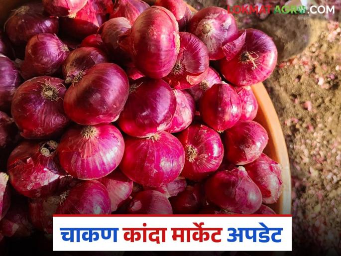 Kanda Bajar Bhav: Onion price increased by Rs 400 in Chakan Market Committee? How is the price being obtained? | Kanda Bajar Bhav : चाकण बाजार समितीत कांद्याच्या भावात ४०० रुपयांची वाढ? कसा मिळतोय दर? Kanda Bajar Bhav: Onion price increased by Rs 400 in Chakan Market Committee? How is the price being obtained? | Kanda Bajar Bhav : चाकण बाजार समितीत कांद्याच्या भावात ४०० रुपयांची वाढ? कसा मिळतोय दर?