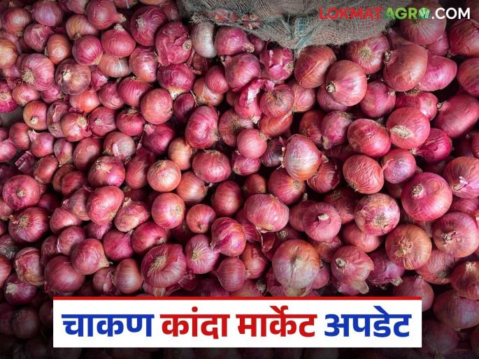 Kanda Bajar Bhav : Onion arrivals in Chakan Market Committee have decreased; What is the market price situation? | Kanda Bajar Bhav : चाकण बाजार समितीत कांद्याची आवक घटली; बाजारभावाची काय परिस्थिती? Kanda Bajar Bhav : Onion arrivals in Chakan Market Committee have decreased; What is the market price situation? | Kanda Bajar Bhav : चाकण बाजार समितीत कांद्याची आवक घटली; बाजारभावाची काय परिस्थिती?