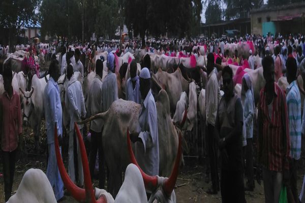 A record number of cattle in the cattle market in Chalisgao | चाळीसगावला गुरांच्या बाजारात विक्रमी पशुधनाची आवक A record number of cattle in the cattle market in Chalisgao | चाळीसगावला गुरांच्या बाजारात विक्रमी पशुधनाची आवक