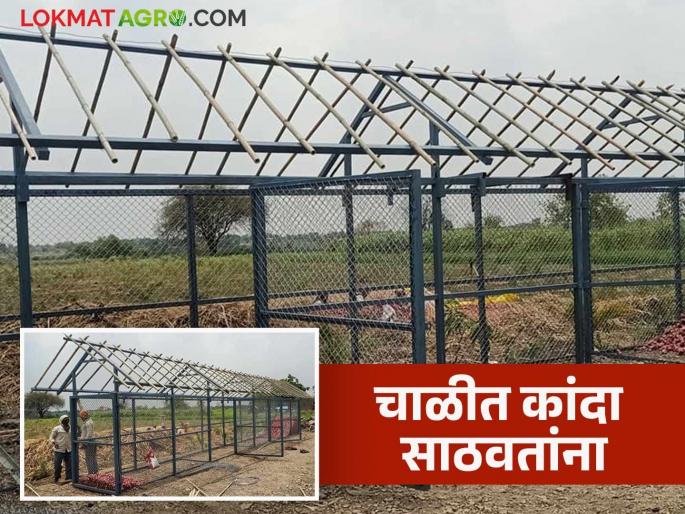 Latest News Kanda Sathvanuk How to layer onions when storing them in kanda chal see details | Kanda Sathvanuk : कांदा चाळीत साठवताना थर कसे लावावेत? जेणेकरून कांदा जास्त काळ टिकेल Latest News Kanda Sathvanuk How to layer onions when storing them in kanda chal see details | Kanda Sathvanuk : कांदा चाळीत साठवताना थर कसे लावावेत? जेणेकरून कांदा जास्त काळ टिकेल