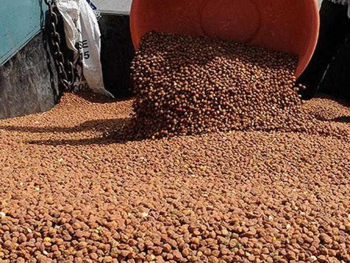 New arrival of wheat and chickpeas in Kalmana; Prices increased compared to last year: Late arrivals due to rains | कळमन्यात नवीन गहू व चण्याची आवक; गेल्यावर्षीच्या तुलनेत भाव वाढले : पावसामुळे उशिरा आवक New arrival of wheat and chickpeas in Kalmana; Prices increased compared to last year: Late arrivals due to rains | कळमन्यात नवीन गहू व चण्याची आवक; गेल्यावर्षीच्या तुलनेत भाव वाढले : पावसामुळे उशिरा आवक