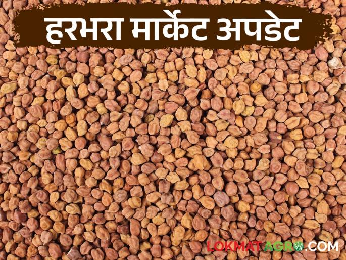 Latest News chana Market See market prices of chafa, red, and Kabuli harbhara Read in detail | Chana Market : चाफा, लाल, काबुली हरभऱ्याला काय दर मिळतोय? वाचा सविस्तर 