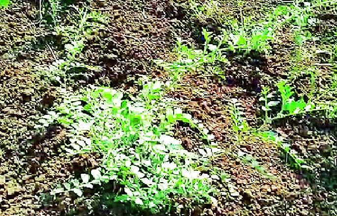 A village bomb exploded in a field while extracting chickpeas | चणा काढताना शेतात झाला गावठी बॉम्बचा स्फोट; दोन महिलांसह मुलगा जखमी