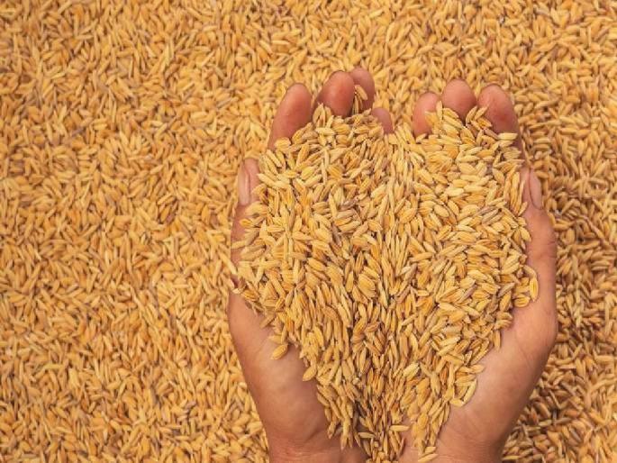 Only bonus announcement to paddy but no GR or guidelines | धानाला केवळ बोनसची घोषणा, ना जीआर ना मार्गदर्शक सूचना Only bonus announcement to paddy but no GR or guidelines | धानाला केवळ बोनसची घोषणा, ना जीआर ना मार्गदर्शक सूचना