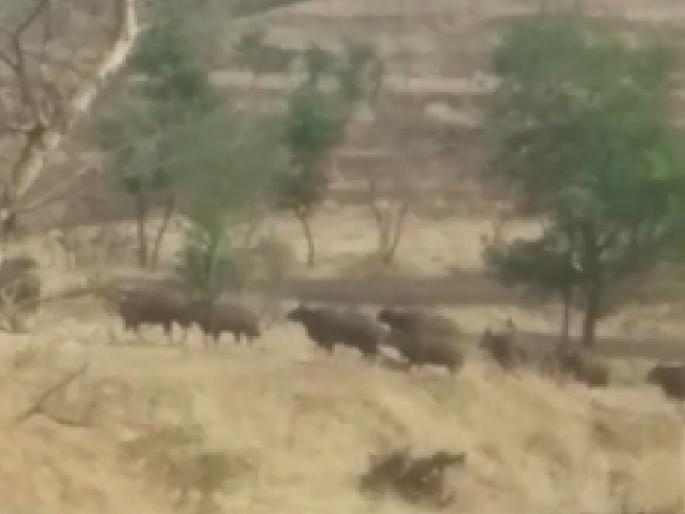 gaur at Masa Belewadi in Kagal taluka kolhapur, loss of agriculture | Kolhapur News: मासा बेलेवाडी-बोळावी परिसरात गव्यांचा कळप, रातोरात करतायंत उभे पीक फस्त gaur at Masa Belewadi in Kagal taluka kolhapur, loss of agriculture | Kolhapur News: मासा बेलेवाडी-बोळावी परिसरात गव्यांचा कळप, रातोरात करतायंत उभे पीक फस्त