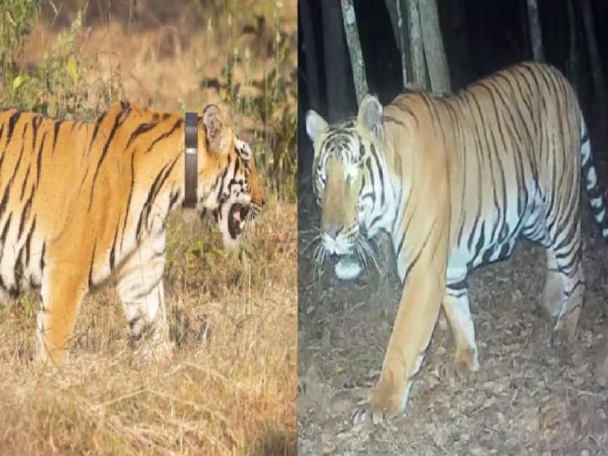 Senapati and Chanda, a tigress who migrated from Tadoba are on their way to meet in the Sahyadri Tiger Reserve | 'सेनापती'-'चंदा' मिलनाच्या मार्गावर, सह्याद्रीत एकत्र वावर कॅमेऱ्यात कैद Senapati and Chanda, a tigress who migrated from Tadoba are on their way to meet in the Sahyadri Tiger Reserve | 'सेनापती'-'चंदा' मिलनाच्या मार्गावर, सह्याद्रीत एकत्र वावर कॅमेऱ्यात कैद