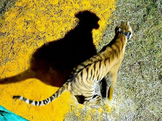 After traveling about 850 kilometers from Tadoba to Andhari the forest department team reached the Sahyadri Tiger Reserve on Thursday midnight with the tigress Chanda | Chanda Tigress: चंदा वाघिणीने डरकाळी फोडली, ताडोबातून ८५० किलोमीटरचा प्रवास करुन सह्याद्रीत पोहचली After traveling about 850 kilometers from Tadoba to Andhari the forest department team reached the Sahyadri Tiger Reserve on Thursday midnight with the tigress Chanda | Chanda Tigress: चंदा वाघिणीने डरकाळी फोडली, ताडोबातून ८५० किलोमीटरचा प्रवास करुन सह्याद्रीत पोहचली