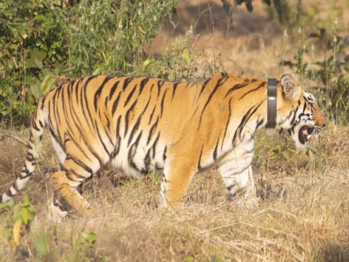 Chanda Tigress brought from Tadoba roams freely in Chandoli forest | Chanda Tigress: ताडोबातून आणलेल्या वाघिणीचा चांदोली जंगलात मुक्तसंचार सुरू-video