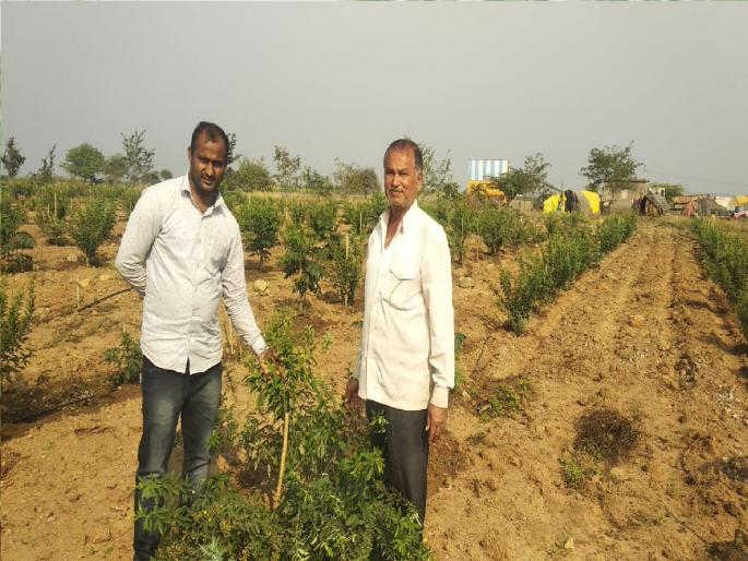 Farmer Sadashivrao Patil from Atpadi taluka of Sangli district planted white sandalwood tree | कल्पकतेच्या जीवावर नवनवे प्रयोग, सांगलीतील दुष्काळी भागातील शेतकऱ्याने माळरानावर फुलविली चंदनाची बाग