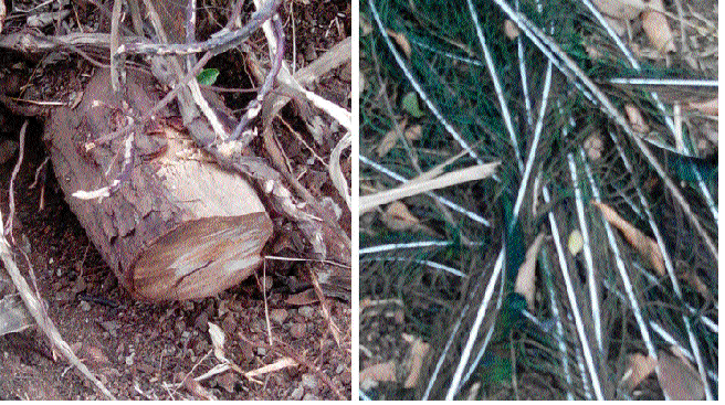 The peacock hunting, theft of forest, and the investigation of the forest department | शिराळ्यात मोराची शिकार, चंदनाची चोरी, वनविभागाचा तपास सुरू The peacock hunting, theft of forest, and the investigation of the forest department | शिराळ्यात मोराची शिकार, चंदनाची चोरी, वनविभागाचा तपास सुरू