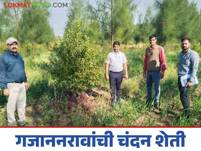 Latest News Experimenting with sandalwood farming in Vidarbha, Gajanan Rao planted five hundred trees in three acres | Sandalwood Farming : विदर्भात चंदन शेतीचा प्रयोग, गजाननरावांनी तीन एकरांत फुलवली साडे पाचशे झाडे Latest News Experimenting with sandalwood farming in Vidarbha, Gajanan Rao planted five hundred trees in three acres | Sandalwood Farming : विदर्भात चंदन शेतीचा प्रयोग, गजाननरावांनी तीन एकरांत फुलवली साडे पाचशे झाडे