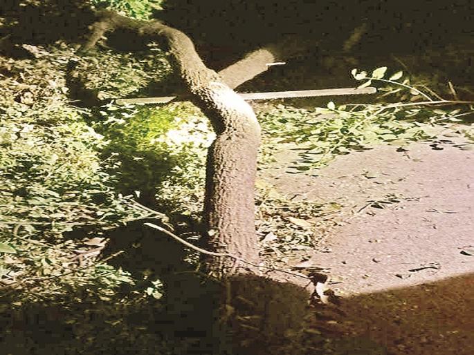 Sandalwood smugglers active through security breach: Thieves snatched 40 sandalwood trees in three years | सुरक्षा भेदून चंदन तस्कर सक्रिय; तीन वर्षात चोरट्यांनी पळविली चंदनाची ४० झाडे Sandalwood smugglers active through security breach: Thieves snatched 40 sandalwood trees in three years | सुरक्षा भेदून चंदन तस्कर सक्रिय; तीन वर्षात चोरट्यांनी पळविली चंदनाची ४० झाडे