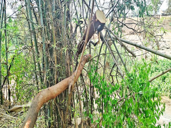Pune Crime A sandalwood tree in the Shivanjali Vidyaniketan school premises was cut down and stolen. | Pune Crime :पुण्याचा 'पुष्पा'..! शिवांजली विद्यानिकेतन शाळेच्या परिसरातील चंदनाच्या झाडाची तोड करून चोरी Pune Crime A sandalwood tree in the Shivanjali Vidyaniketan school premises was cut down and stolen. | Pune Crime :पुण्याचा 'पुष्पा'..! शिवांजली विद्यानिकेतन शाळेच्या परिसरातील चंदनाच्या झाडाची तोड करून चोरी