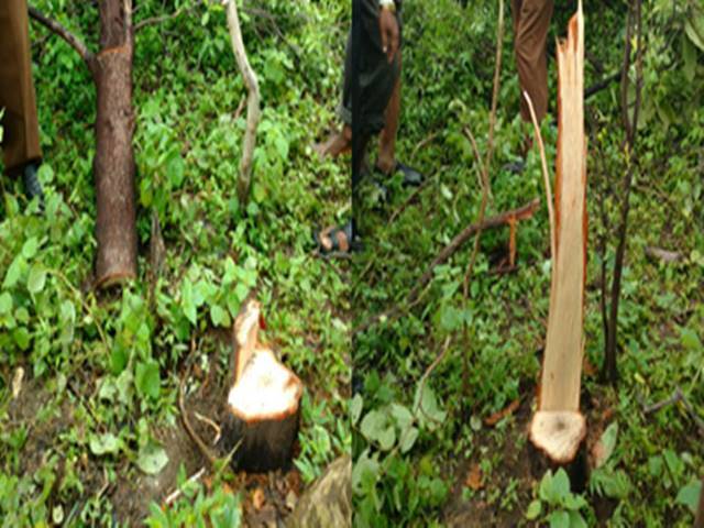 Five sandalwood stolen from the railway track area | रेल्वे ट्रॅक्शन परिसरातून पाच चंदनवृक्षांची चोरी Five sandalwood stolen from the railway track area | रेल्वे ट्रॅक्शन परिसरातून पाच चंदनवृक्षांची चोरी