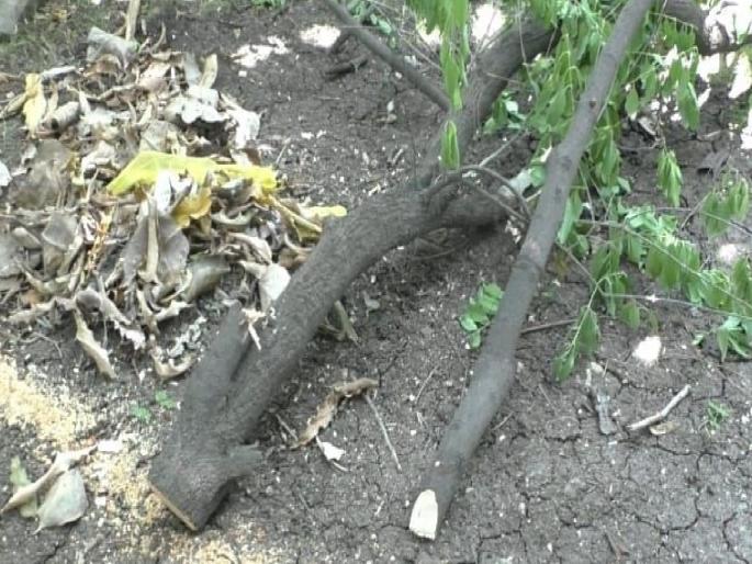 Sandalwood tree stolen again from Sainik School | सैनिक स्कूलमधून चंदनाच्या झाडाची पुन्हा चोरी Sandalwood tree stolen again from Sainik School | सैनिक स्कूलमधून चंदनाच्या झाडाची पुन्हा चोरी