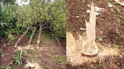 A sandalwood tree was cut down in the Government Rest House of Solapur; An ax driven into a neem tree | सोलापूरच्या शासकीय विश्रामगृहातील चंदनाचं झाड तोडलं; कडुलिंबाच्या झाडावर चालविली कुऱ्हाड A sandalwood tree was cut down in the Government Rest House of Solapur; An ax driven into a neem tree | सोलापूरच्या शासकीय विश्रामगृहातील चंदनाचं झाड तोडलं; कडुलिंबाच्या झाडावर चालविली कुऱ्हाड