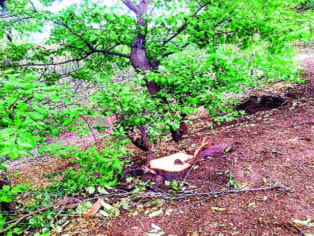 Sandalwood in Wattar | वटार येथे चंदनचोरी