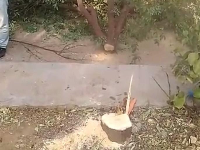 Chandan theft from Gangapur Road area | गंगापूररोड परिसरातून चंदन चोरी Chandan theft from Gangapur Road area | गंगापूररोड परिसरातून चंदन चोरी