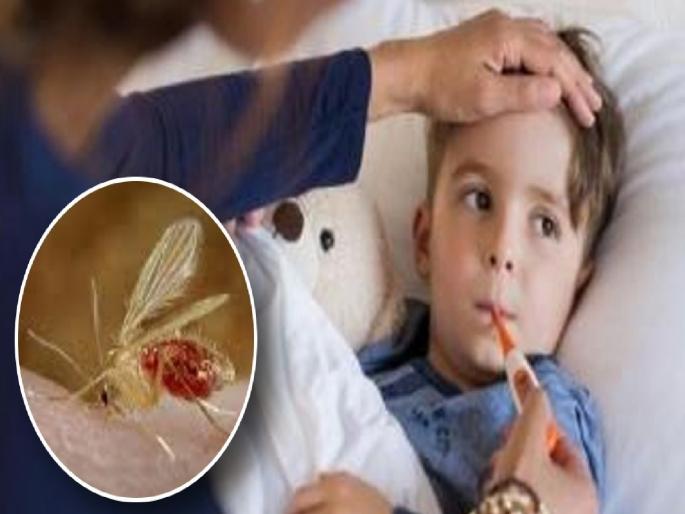 Six year old boy dies of meningitis in vita Sangli, blood test will be done in chandipura virus | Sangli: सहा वर्षाच्या बालकाचा विट्यात मेंदुज्वराने मृत्यू, चंडीपुराच्या दृष्टीने रक्तचाचणी होणार Six year old boy dies of meningitis in vita Sangli, blood test will be done in chandipura virus | Sangli: सहा वर्षाच्या बालकाचा विट्यात मेंदुज्वराने मृत्यू, चंडीपुराच्या दृष्टीने रक्तचाचणी होणार