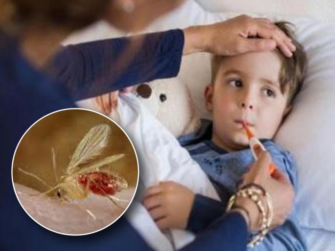 in mumbai know about chandipura disease about 32 people have died in gujarat maharashtra state in alert mode | काय आहे चांदीपुरा आजार? एक माशी घेऊ शकते जीव; गुजरातमध्ये आतापर्यंत ३२ जणांचा मृत्यू in mumbai know about chandipura disease about 32 people have died in gujarat maharashtra state in alert mode | काय आहे चांदीपुरा आजार? एक माशी घेऊ शकते जीव; गुजरातमध्ये आतापर्यंत ३२ जणांचा मृत्यू