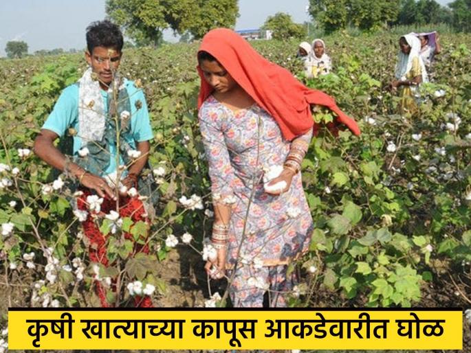 Latest News Kapus Kharedi discrepancy in Agriculture Department's cotton productivity figures see details story | Kapus Kharedi : कृषी विभागाच्या कापूस उत्पादकतेच्या आकडेवारीत घोळ, काय घडलंय नेमकं? 